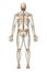 Posterior or back view of accurate human skeletal system with skeleton bones and adult male body isolated on white background 3D