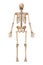 Posterior or back view of accurate human skeletal system with skeleton bones of adult male isolated on white background 3D