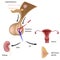 Posterior pituitary hormones