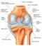 Posterior view of the right knee in extension