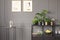 Posters on grey wall with molding in flat interior with plants o