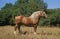 POSTIER BRETON, DRAUGHT HORSE, STALLION STANDING ON GRASS