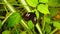 Postman butterfly on a green leaf slow motion