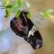 Postman Butterfly Heliconius Melpomene with folded wings