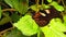 Postman Butterfly on Lantana Camara Leaf 01 Slow Motion