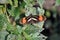 Postman Butterfly on Leaves