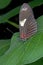 Postman Butterfly Perched on Leaf