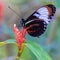 Postman tropical butterfly on pink flower