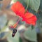 Postmand butterfly on hibiscus flower