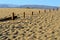 Posts on dunes