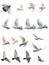 The posture of pigeon flight