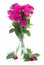 Posy of blossoming pink roses in vase