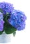 Posy of blue hortensia flowers close up