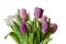 Posy of lilac tulips isolated