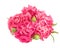 Posy of pink carnations spring flower