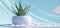 pot of aloe with aloe vera in the water, surreal animation