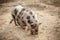 Pot-bellied pig