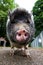 Pot-bellied pig close-up