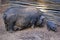 Pot-bellied Pig and Infant 02