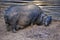Pot-bellied Pig and Infant