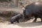 Pot bellied pig and piglet