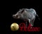 Pot Bellied Pig stands on black backdrop in studio next to gold holiday Christmas ornament