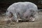 Pot-bellied pig Sus scrofa domesticus.