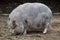 Pot-bellied pig Sus scrofa domesticus.