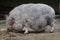 Pot-bellied pig Sus scrofa domesticus.