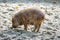Pot-bellied piglet, digging in the sand. Domestic pig for meat production. Farm animal