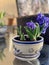 Pot with blossom blue hyacinth bulbs on the balcony glass table. home gardening