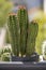 A pot of cereus cactus full of sharp, awkward spikes in the bright sunlight