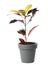 Pot with Croton home plant on white