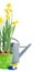 Pot of daffodils with gardening tools