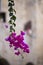 A pot with delicate bright pink flowers on a blurred background