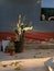 A pot with flowers including a big cactus outside. distressed paint on the wall. harsh light beams. Asian aesthetic of