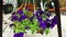 Pot flowers sways in wind on background wooden ancient swing