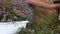 A pot of forest heather. The woman sorts the branches of the forest heather. Close-up shot