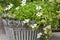 Pot full of Rockfoils , Mossy Saxifrage flowers in white blossom