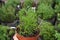 Pot in a greenhouse with a spicy plant Santolina cypress green