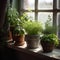 pot of herbals arranged on a windowsill