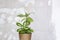 Pot with a home plant on the background of an untreated wall. Home or room decorations. Dieffenbachia or dumbcane in the pot