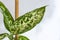 Pot with a home plant on the background of an untreated wall. Home or room decorations. Dieffenbachia or dumbcane in the pot