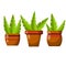 Pot of a house plant. Set of Brown flowerpot. Green leaves and gardening