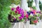 Pot with lavatera flowers. House outdoor decoration.