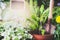 Pot with little fern plant seedling and hand shovel . Summer gardening