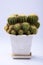 A pot of lush prickly pear close-up on white background