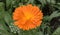 Pot marigold, bright orange flower