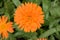 Pot marigold, bright orange inflorescence