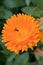 Pot marigold, bright orange inflorescence with hoverfly